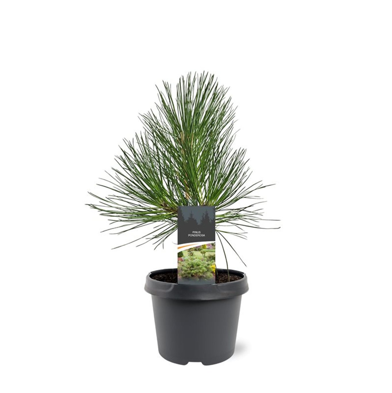 Pinus ponderosa - C3 30-40 CM
